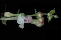 Scutellaria scandens